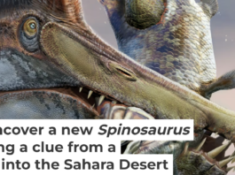 In this illustration, Spinosaurus mirabilis fight over a carcass some 95 million years ago in what is now the Sahara Desert in Niger. Dani Navarro